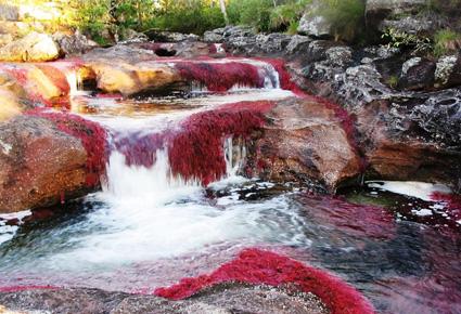 Caño Cristales wajahat22-2-2013 (